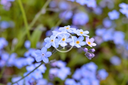 Soft blue flowers