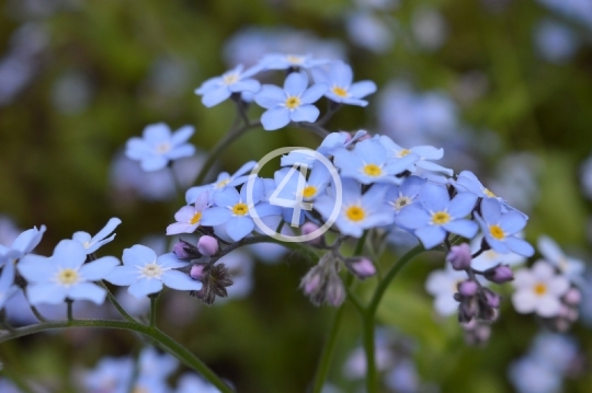 Soft blue flowers