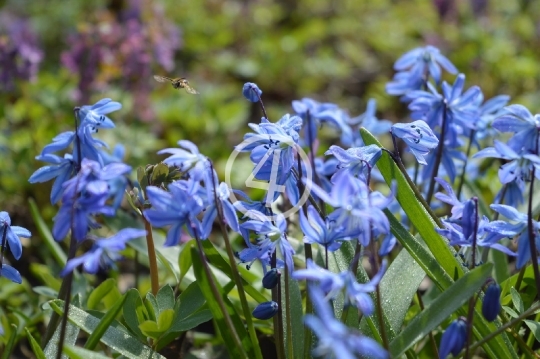 Soft blue flowers