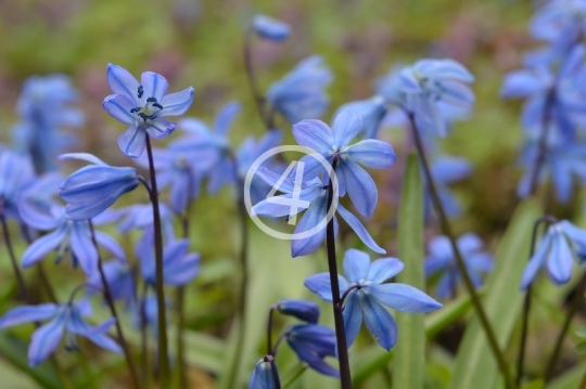 Soft blue flowers