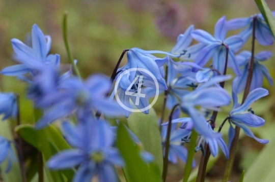 Soft blue flowers