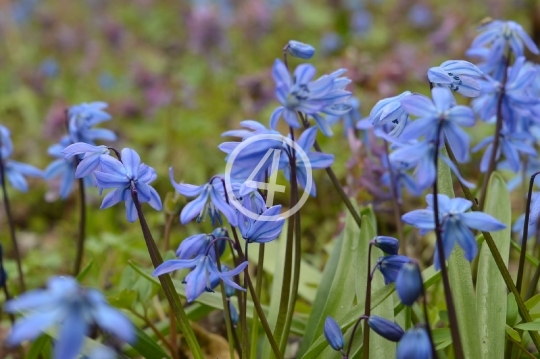 Soft blue flowers