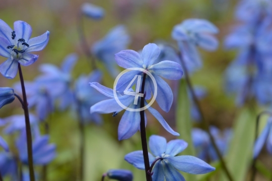 Soft blue flowers