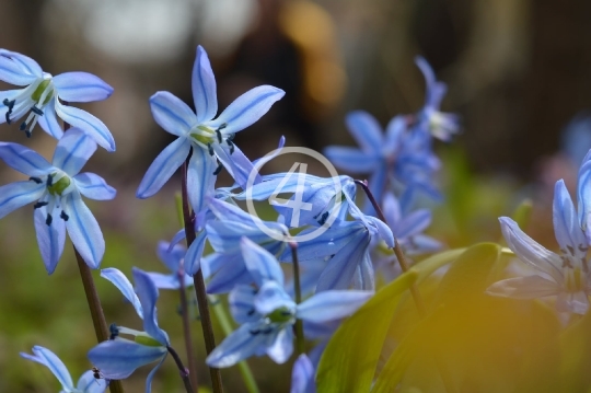 Soft blue flowers