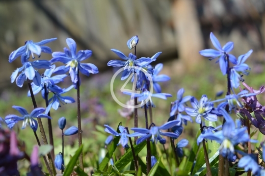 Soft blue flowers