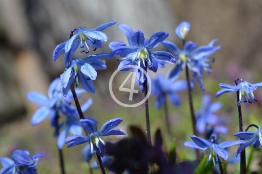 Soft blue flowers