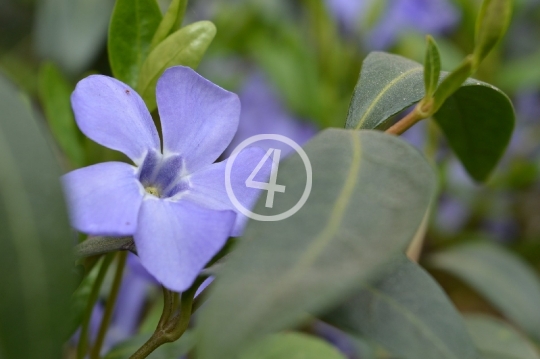 Soft blue flowers