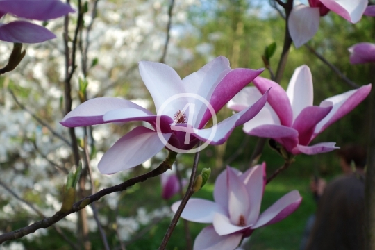 Soft pink blossoms