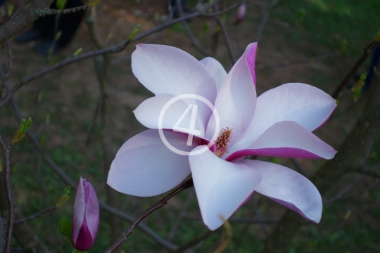 Soft pink blossoms