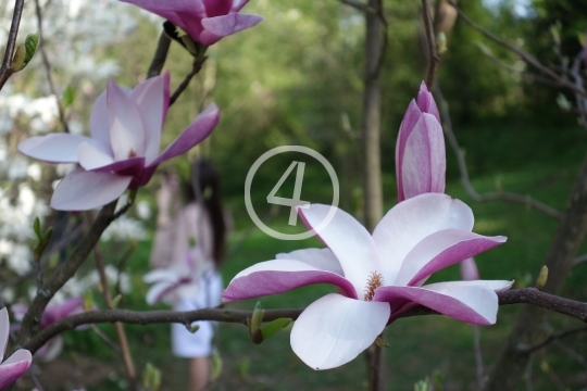 Soft pink blossoms