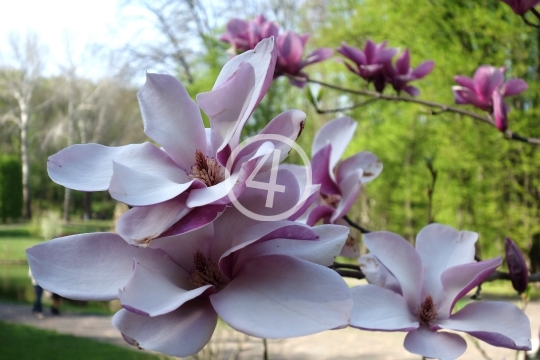 Soft pink blossoms