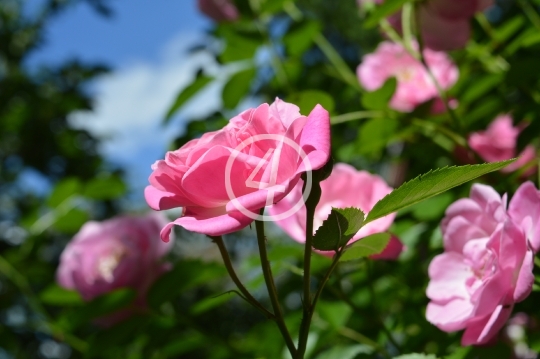 Soft pink flowers