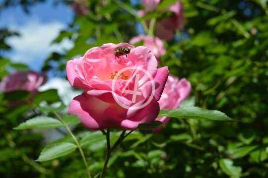 Soft pink flowers