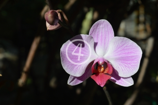 Soft pink flowers