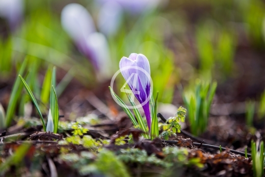 Spring bloom