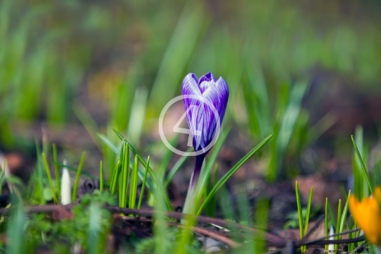 Spring bud