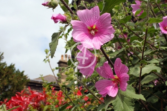 Spring flowers