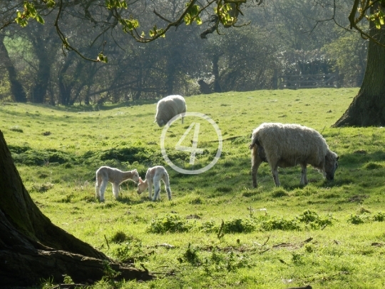 Spring meadow