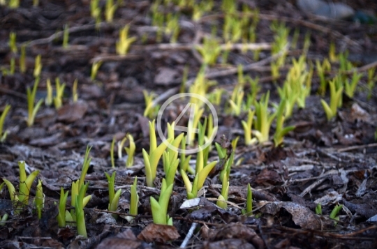 Spring sprouts