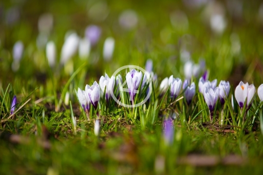 Spring sprouts