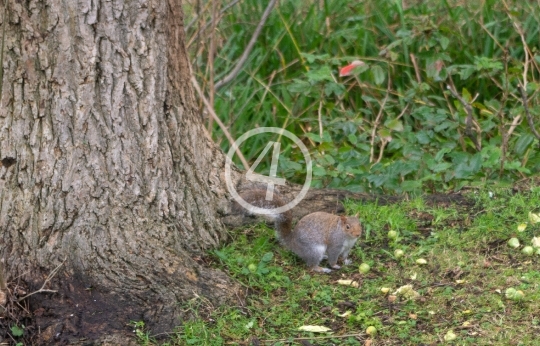 squirrel 3