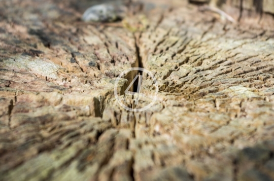 Stump close up 1