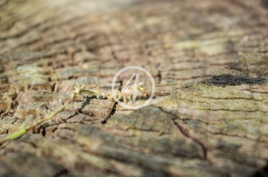 Stump close up 3