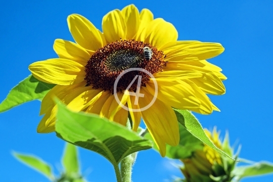 Sun flower