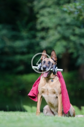 Super dog