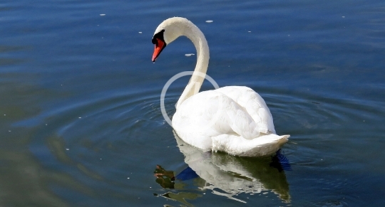 Swan