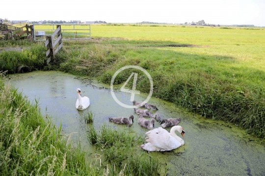 Swan family