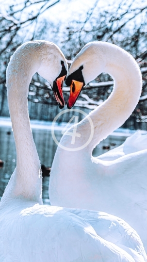 Swans