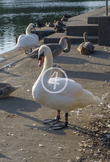 Swans at rest