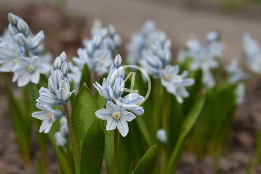 Tiny flowers