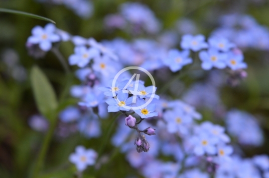 Tiny flowers