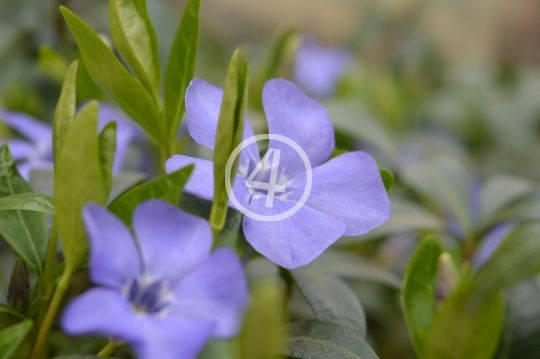 Tiny flowers