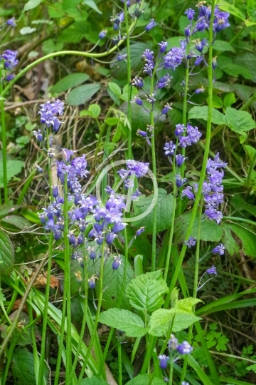 Tiny flowers 2