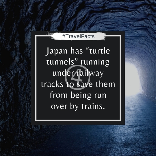 Travel Facts Quotes