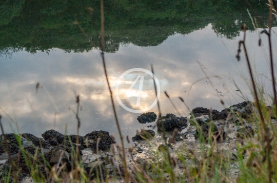 Tree and cloud reflection