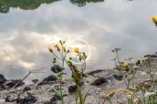 Tree and cloud reflection