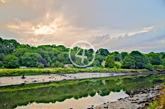 Tree and cloud reflection J