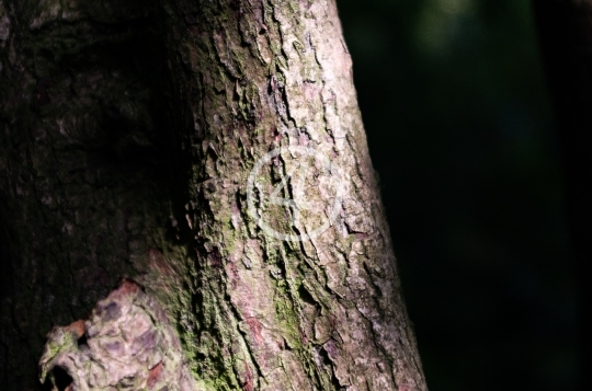 Tree bark 1