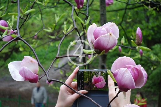 Tree bloom