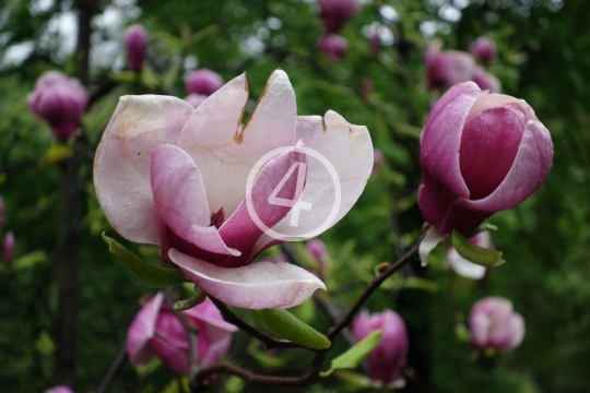 Tree bloom