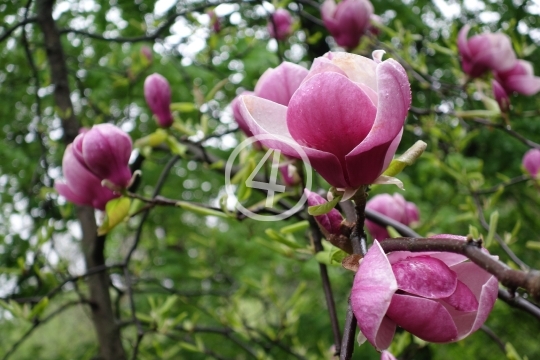 Tree bloom