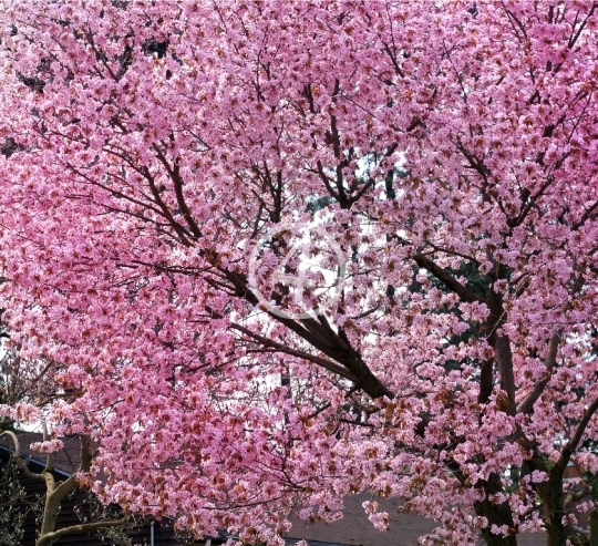 Tree bloom