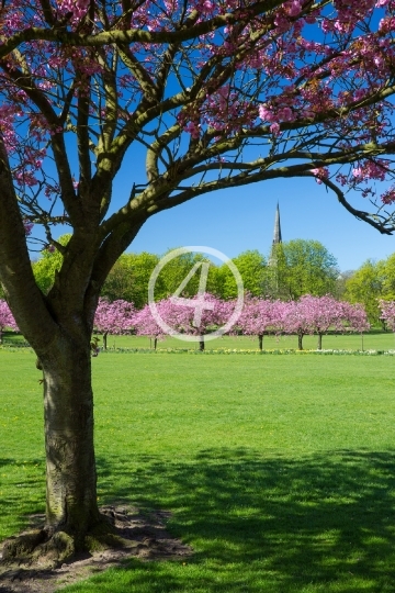 Tree bloom