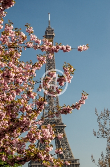 Tree blossom 1