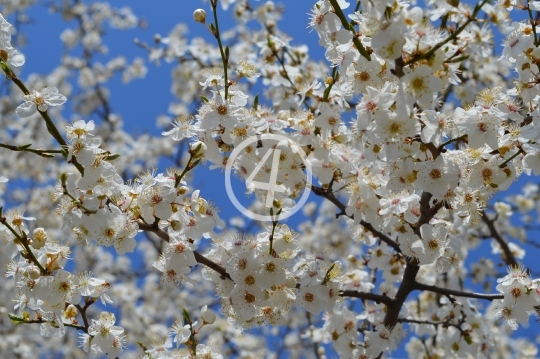 Tree blossom