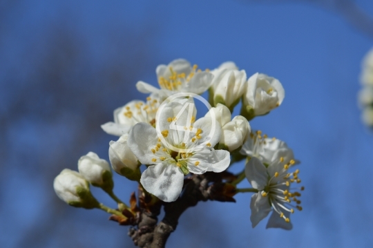 Tree blossom